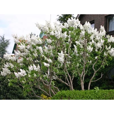 Syringa vulgaris 'Mme. Lemoine' - Fehér virágú orgona