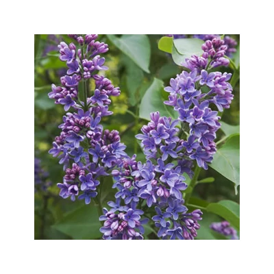 Syringa vulgaris 'Olivier de Serres' - Levendulakék orgona