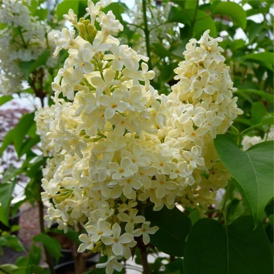Syringa vulgaris 'Primrose' - Kerti orgona