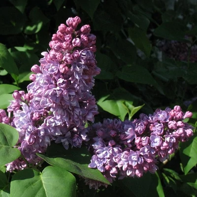 Syringa vulgaris 'Mrs. Edward Harding' - Bíbor orgona