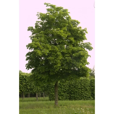 Tilia americana 'Nova' - Amerikai hárs