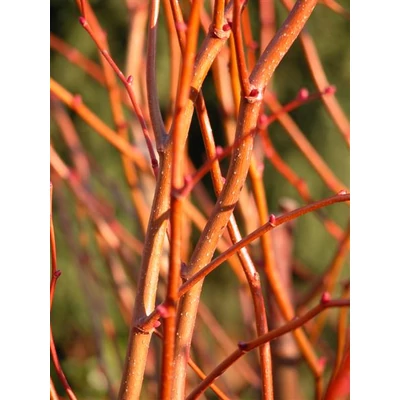 Tilia cordata 'Winter Orange' - Kislevelű hárs
