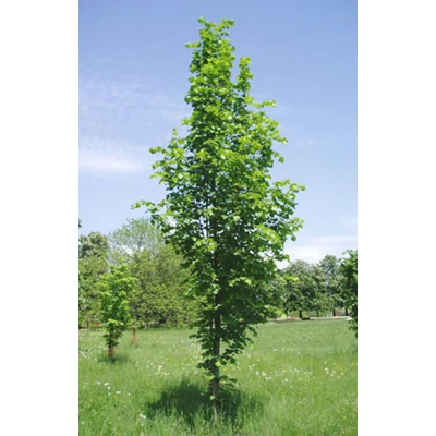 Tilia plathyphylla  'Örebro' – Nagylevelű hárs