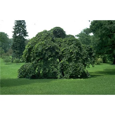 Ulmus glabra 'Camperdownii' ('Pendula') - Csüngő hegyi szil