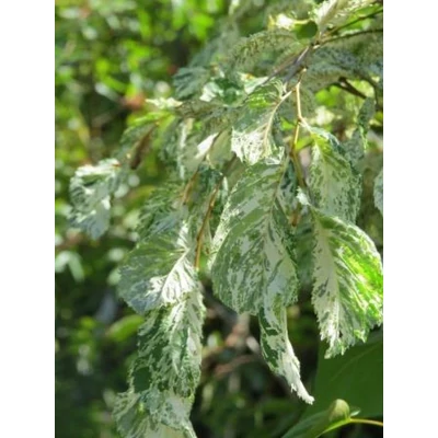 Ulmus hollandica 'Variegata' – Fehér tarka levelű holland szil