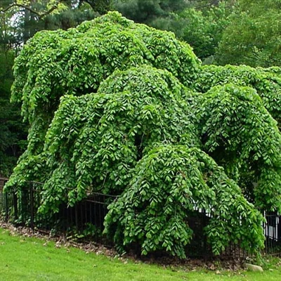 Ulmus 'Mauro' - Csüngő szil