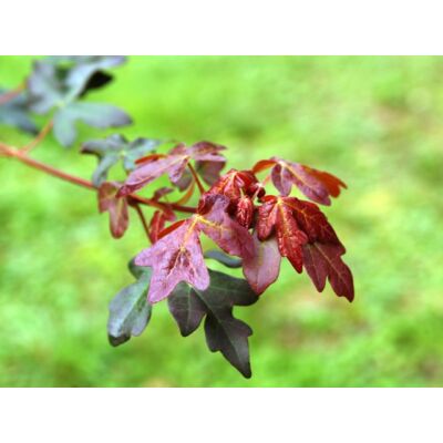 Acer campestre 'Red Shine' - Vörös lombú juharfa (extra méretű koros)