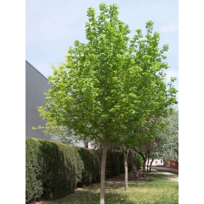 Acer negundo - Zöld juhar