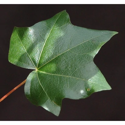 Acer orientale 'Miniorient' - Japán juhar