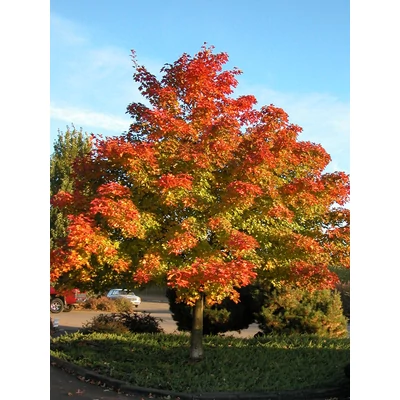 Acer truncatum x platanoides 'Pacific Sunset' (syn.: 'Warrenred') - Hibrid juharfa