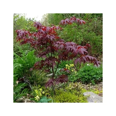 Acer palmatum 'Bloodgood' - Bordó levelű japán juhar