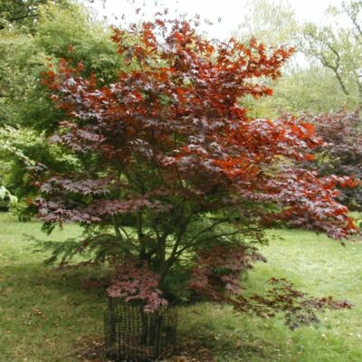 Acer palmatum 'Fireglow' - Japán juhar