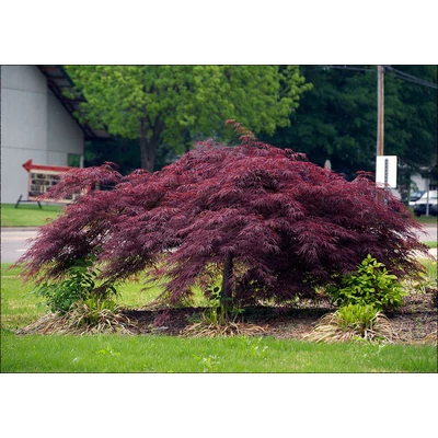 Acer palmatum 'Inaba-Shidare' - Japán juhar