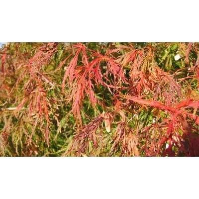 Acer palmatum 'Palmatifidum' - Japán juhar