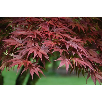 Acer palmatum 'Pixie' - Japán juhar