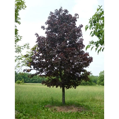 Acer platanoides 'Crimson King' - Vérjuhar/bordó levelű juhar 