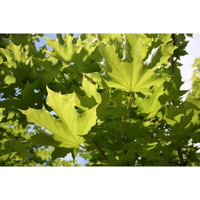 Acer platanoides 'Emerald Queen' - Korai juhar