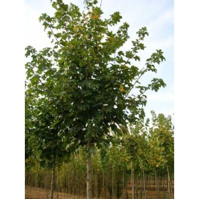 Acer pseudoplatanus 'Negenia' - Hegyi juhar (extra méretű koros)