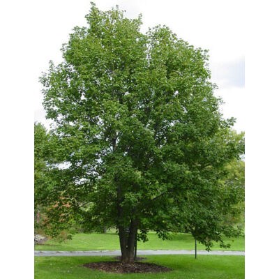 Acer pseudoplatanus – Hegyi juhar