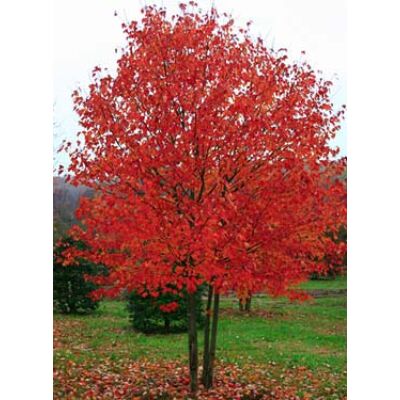 Acer rubrum 'Red Sunset' - Vörös juhar