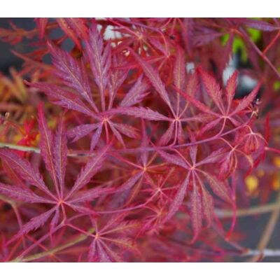 Acer palmatum 'Heartbeat' - Japán juhar