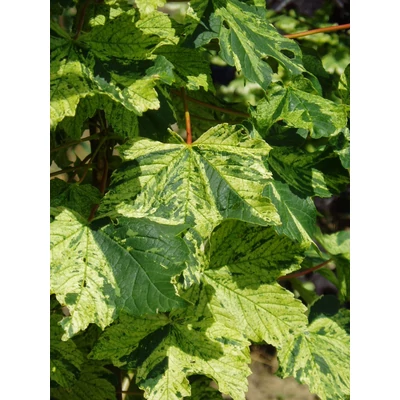 Acer pseudoplatanus 'Nizetti' - Sárgásfehér tarkalevelű hegyi juhar