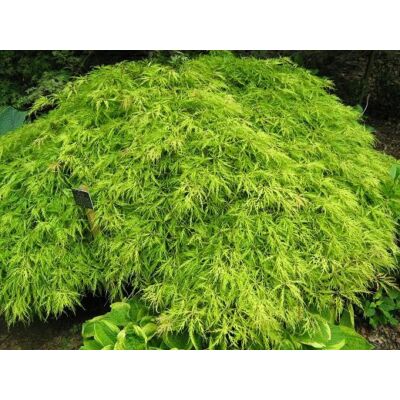 Acer palmatum 'Flavescens' - Csüngő habitusú, élénkzöld, szeldelt levelű japán juhar