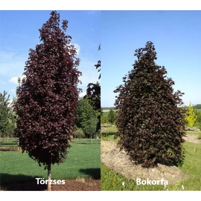 Acer platanoides 'Crimson Sentry' - Bordó levelű korai juhar