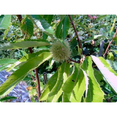 Castanea sativa x mollissima 'Bouchle de Betizac'  - Szelídgesztenye