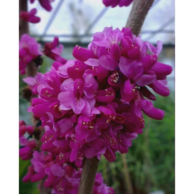 Cercis chinensis 'Avondale' - Júdásfa