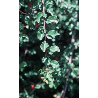 Cotoneaster apiculatus 'Blackburn' - Magas törzsű madárbirs