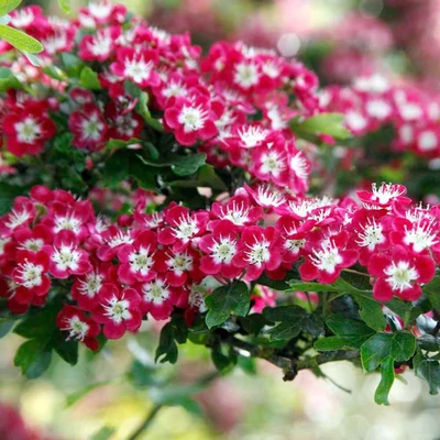 Crataegus laevigata 'Crimson Cloud' - Díszgalagonya