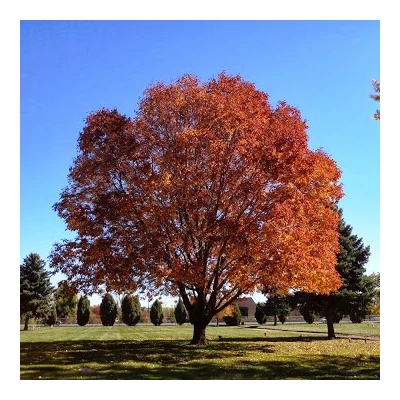 Fraxinus pennsylvanica 'Autumn Purple' - Vörös amerikai kőris (extra méretű koros)