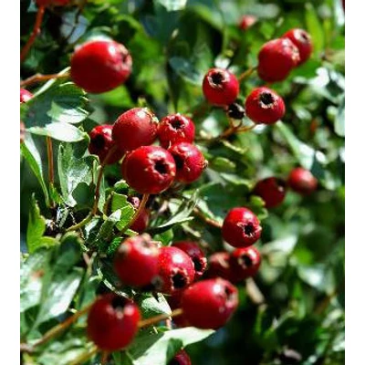 Crataegus pinnatifida 'Kína' - Ehető kínai galagonya