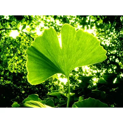Ginkgo biloba – Páfrányfenyő (extra méretű koros)