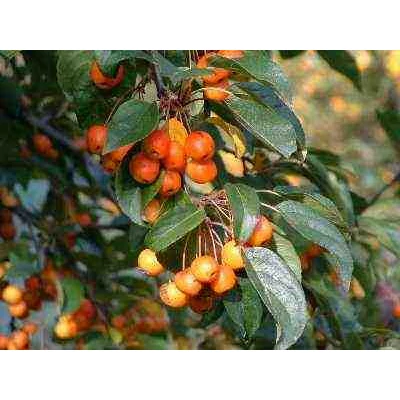 Malus baccata 'Street Parade'  - Díszalma