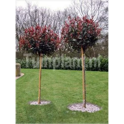 Photinia fraseri 'Red Robin'  - Magastörzsű korallberkenye