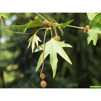 Platanus orientalis 'Digitata'- Szeldeltlevelű platán