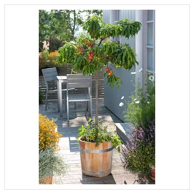 Prunus persica 'Balkonella' - Nektarin