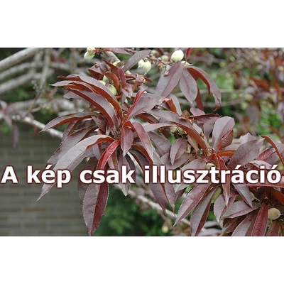 Prunus persica 'Roter Pumucki' - Őszibarack