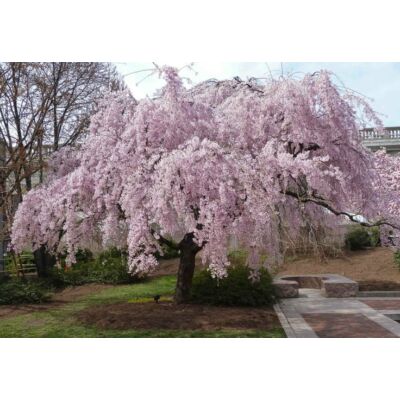 Prunus subhirtella 'Pendula Plena Rosea' – Csüngő, rózsaszín virágú díszcseresznye (extra méretű koros)