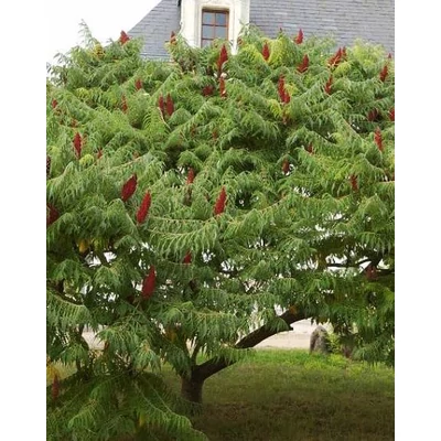 Rhus typhyna 'Dissecta' - Szeldelt levelű ecetfa