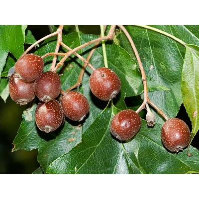 Sorbus torminalis - Barkócaberkenye