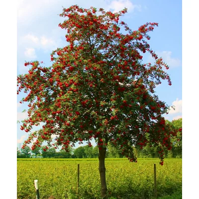 Sorbus aucuparia 'Edulis' - Madárberkenye
