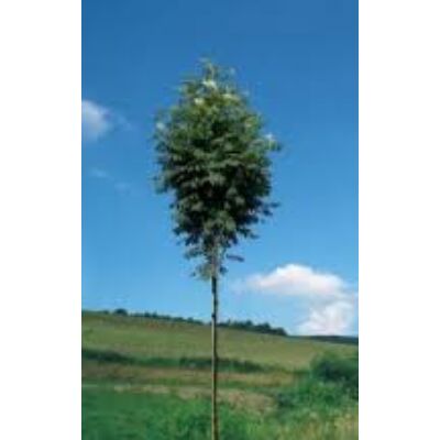 Sorbus aucuparia 'Fingerprint' – Madárberkenye (extra méretű koros)
