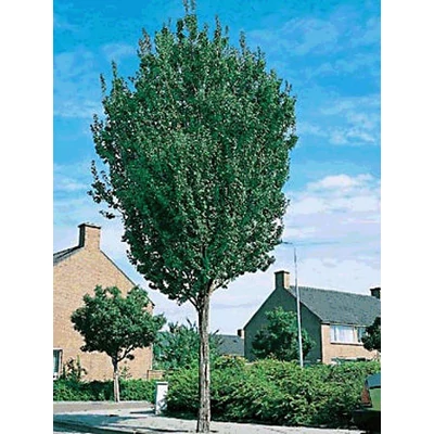 Sorbus aucuparia 'Sheerwater Seedling' – Madárberkenye