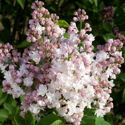 Syringa vulgaris 'Krasawitsa Moskvy' - Rózsaszínes fehér orgona