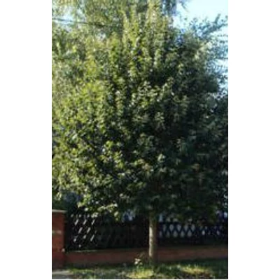 Tilia argentea (syn.: tomentosa) 'Teri' - Ezüst hárs