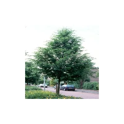 Tilia cordata 'Debrecen' - Kislevelű hárs