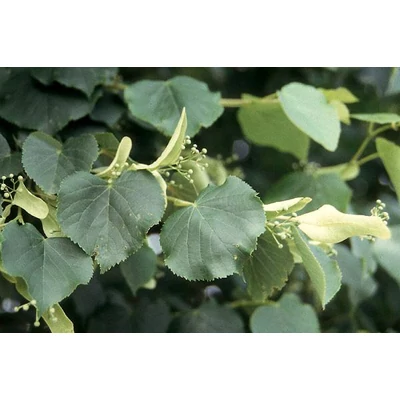 Tilia cordata 'Savaria' - Kislevelű hárs (tősarj nélküli fajta!)